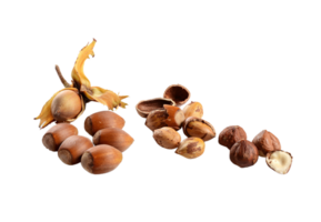 Hazelnut png transparent background