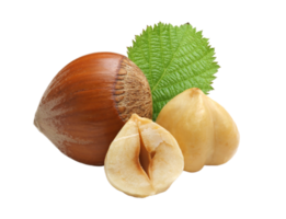 Hazelnut png transparent background