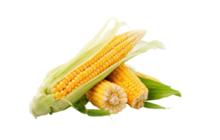 corn png transparent background