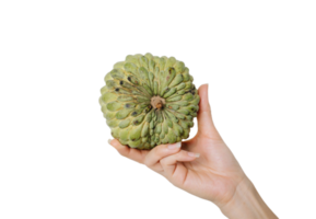 custard apple png transparent background