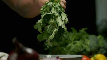 professionale capocuoco lavaggi e prepara coriandolo le foglie. vicino su lento movimento. video