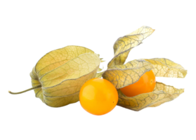 Physalis png transparent Hintergrund