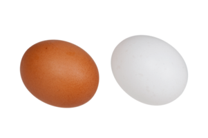 egg png transparent background