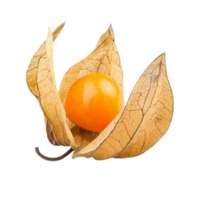 physalis png transparent background