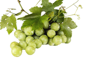 uvas png transparente fundo