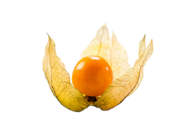 physalis png transparente fundo