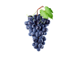 uvas png transparente fundo