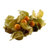 physalis png transparent bakgrund