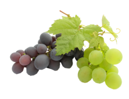 uvas png transparente antecedentes