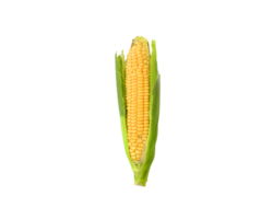 corn png transparent background