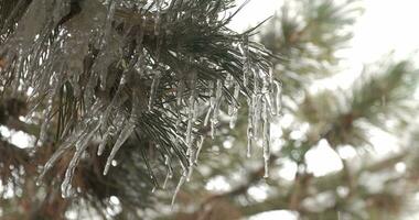 Drops dripping from icicles on a pine tree. Close up video