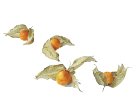 Physalis png transparente antecedentes