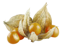 physalis png transparente fundo