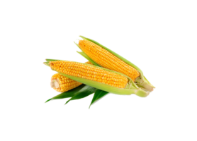 corn png transparent background