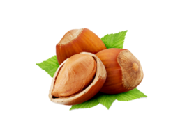 Hazelnut png transparent background