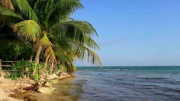 Caribbean beach tropical nature palm trees Playa del Carmen Mexico. video