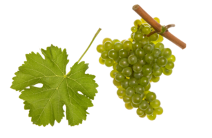 Grapes png transparent background