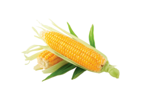 corn png transparent background