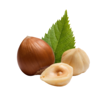 Hazelnut png transparent background