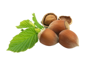 Hazelnut png transparent background