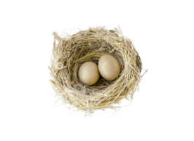 egg png transparent background