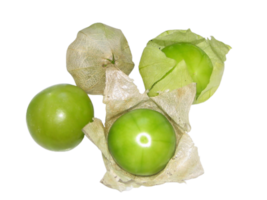 physalis png transparent Contexte