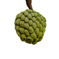 custard apple png transparent background