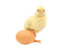 egg png transparent background