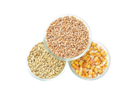 maíz y trigo semilla png transparente antecedentes