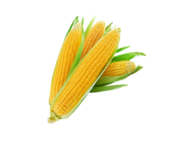 corn png transparent background