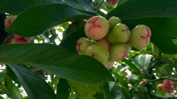 Footage of water guava fruit that is still green disrupts cooking time. video