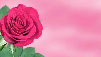 Rose of pink color on blurred background. Copy space for text. Mock up template. AI Generative photo