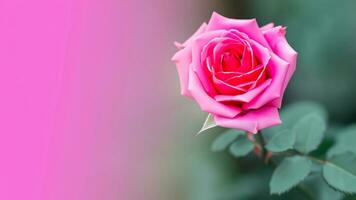 Rose of pink color on blurred background. Copy space for text. Mock up template. AI Generative photo