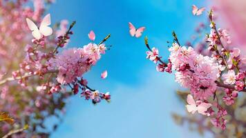 rosado Cereza flores primavera bandera, ramas de cierne Cereza en contra antecedentes de azul cielo y mariposas en naturaleza al aire libre. ai generativo. foto