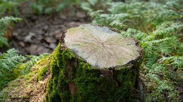 Tree stump wooden cut with green moss in the forest. Nature background. Ai Generative. photo