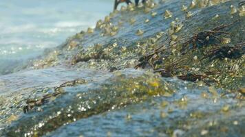 krabben op de rots op het strand, rollende golven, close-up video