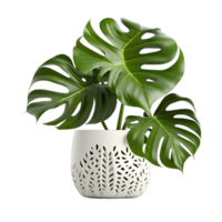 vers monstera deliciosa boom geplant in een wit keramisch ai generatief png