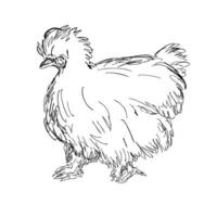 Silkie pollo o gallina lado ver dibujo vector