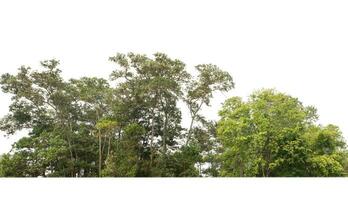 bosque y follaje en verano aislado sobre fondo blanco foto