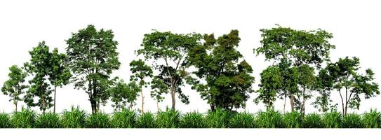 Green trees isolated on white background. forest and leaves in summer rows of trees and bushes photo
