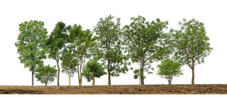 verde arboles aislado en blanco antecedentes bosque y verano follaje para ambos impresión y web con cortar camino y alfa canal foto