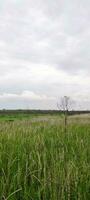 Photo of Grass and Cloudy Sky