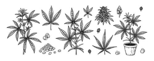 Cannabis plant, branches, leaves and seeds. Set of hand drawn marijuana design elements. Vector illustration in sketch style