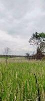 Photo of Grass and Cloudy Sky