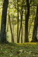 Trees in the foggy morning, after some edits. photo