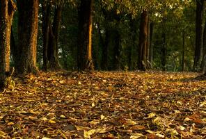 arboles en el temprano mañana, después algunos ediciones foto