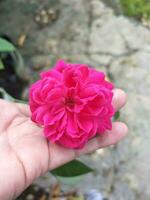 a red rose is placed between the fingers photo