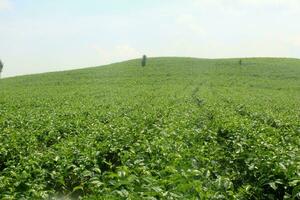 a view of the tea plantation with a bright colored sky photo