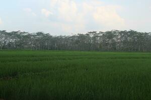 un ver de el arroz campos con joven arroz plantas. el nubes Mira brillante foto
