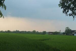 a view of the rice fields with young rice plants. clear blue sky. there are two trees on the left and right. photo